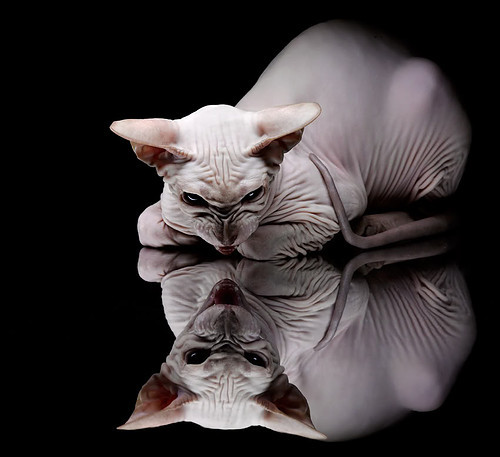 爱游戏 电竞-英超神奇逆袭：坚韧奋斗的极致诠释，英超巨星